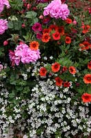 Orange Calibrachoa or Million Bells with white Bacopa and trailing Pelagoniums in a hanging basket