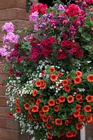 Orange Calibrachoa or Million Bells with white Bacopa, dark red Verbena and trailing Pelagoniums in a hanging basket