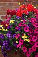 Hanging basket with Petuntias in cerise and purple, yellow Bidens and red trailing Pelagoniums