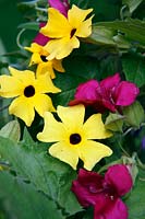 Thunbergia alata 'Lemon Queen' with Lofos 'Wine Red'