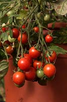 Tomato - Solanum lycopersicum 'Tumbler'