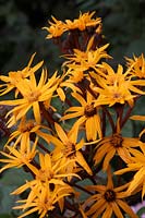 Ligularia dentata - selected form with dark red-purple stems