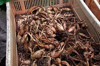 Allium cepa 'Jermor' AGM drying bulbs of Shallotts