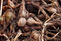 Allium cepa 'Golden Gourmet' AGM drying bulbs of Shallotts