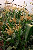 Zea mays 'Earligold' Sweet Corn growing in a polytunnel of vegetables