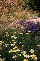 Achillea 'Credo' with Perovskia 'Blue Spire' AGM and Stipa gigantea and Agapanthus 'Taw Valley' at rear