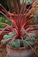 Cordyline australis 'Southern Splendour' growing in terracotta clay pot and edged with Echeveria