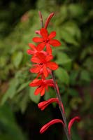Watsonia 'Stanford Scarlet'