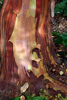 Arbutus x andrachnoides bark in the Savill Garden, Windsor
