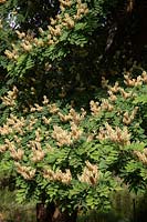 Maackia amurensis in the Savill Garden, Windsor