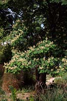 Maackia amurensis in the Savill Garden, Windsor