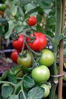 Tomato - Solanum lycopersicum 'Alicante'