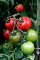 Tomato - Solanum lycopersicum 'Alicante'