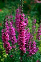 Two bright pink spikes of Lythrum salicaria 'Feuerkreuze' at front with the slightly duller Lythrum salicaria 'Prichards Variety' ar rear