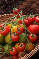 Solanum lycopersicum - Tomato  'Gardeners' Delight' on top with 'Alicante' and a home bred yellow variety - harvested on the vine