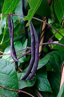 Climbing French Bean Phaseolus vulgaris 'Blauhilde'