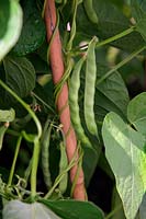 Climbing French Bean Phaseolus vulgaris 'Mechelse Tros'