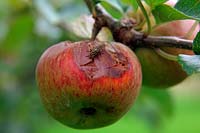 Stress related cracking on apple and subsequent infection by fungi