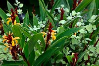 Cautleya spicata 'Robusta' with Helichrysum petiolare 'Limelight' at RHS Rosemoor