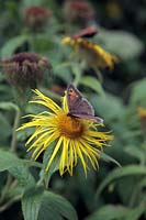 Meadow Brown butterfly - Maniola jurtina feeding on Inula hookeri