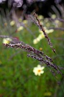 Molinia caerulea subsp. caerulea 'Strahlenquelle'
