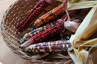 Zea mays 'Painted Mountain' - Corn or Maize in a wicker basket - are good to eat but even better to look at