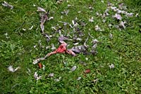 A Pigeon kill by a bird of prey - probably a sparrowhawk