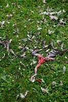 A Pigeon kill by a bird of prey - probably a sparrowhawk