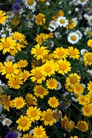 Glebionis segetum syn. Chrysanthemum segetum with Anthemis arvensis - Corn Chamomile and Cornflower - Centaurea cyanus