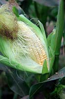 Sweet Corn - Zea mays 'Sweet Nuggett' - exposing the cob to check ripeness - these are ready