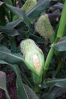 Sweet Corn - Zea mays 'Wagtail' - exposing the cob to check development - this is about ready to harvest