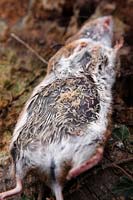 Wood Mouse corpse - Apodemus sylvaticus being consumed by blowfly maggots - the body was turned over to expose the maggots which proliferate in the moist and dark underside of the corpse