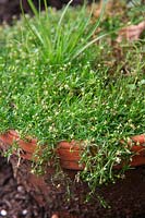 Common Garden Weeds - Sagina procumbens - Procumbent Pearlwort