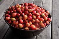 Malus 'John Downie' AGM - Crab Apples harvested in early September to make crab apple jelly