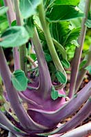 Brassica oleracea Gongylodes group Kohl Rabi 'Delicacy Purple'. Purple Kohlrabi