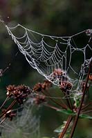 Spider cobwebs with autumn early morning dew on Hemlock Water Dropwort - Oenanthe crocata