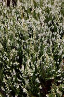 Calluna vulgaris 'Hinton White' in September