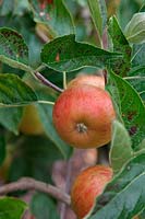 Malus domestica 'Pixie' - Dessert Apple