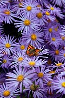 Small Tortoiseshell Butterfly - Aglais urticae on Aster amellus 'King George'