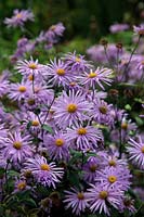 Aster x frikartii 'Monch' in early autumn