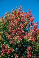 Acer saccharinum in early autumn