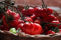 Tomato - Solanum lycopersicum 'Costoluto Fiorentino' AGM