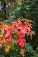 Acer saccharinum - autumn colour