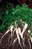 Daucus carota - Carrot 'Lunar White' - yield from one 20 litre pot - shown at rear
