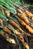 Daucus carota - Carrot 'Jaune de Doubs' - yield from a single 20 litre pot