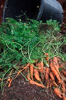 Daucus carota - Carrot 'Autumn King' - yield from a 20 litre pot