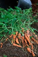 Daucus carota - Carrot 'Autumn King' - yield from a 20 litre pot