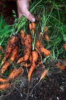 Daucus carota - Carrot 'Chantenay 2 - Red Cored'