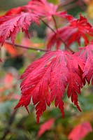 Acer japonicum 'Aconitifolium' AGM autumn colour
