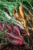 Daucus carota - Carrots - 'Lunar White', 'Yellowstone' and 'Purple Dragon'